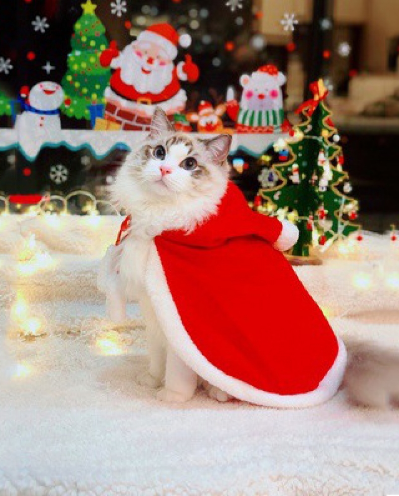 Creative Pet Clothes New Christmas Halloween Transformed Funny Cat Clothes Cloak